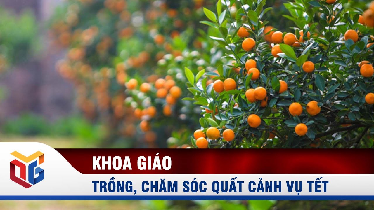 Kỹ Thuật Chi Tiết: Cách Trồng Cây Hoa Đào Phát Triển Tốt Cho Tết Kỹ Thuật Chi Tiết: Cách Trồng Cây Hoa Đào Phát Triển Tốt Cho Tết