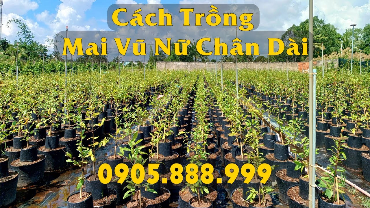 Cách Trồng Lan Hoàng Thảo Xoắn: Hướng Dẫn Chi Tiết Từ Chuyên Gia Vũ Garden Cách Trồng Lan Hoàng Thảo Xoắn: Hướng Dẫn Chi Tiết Từ Chuyên Gia Vũ Garden