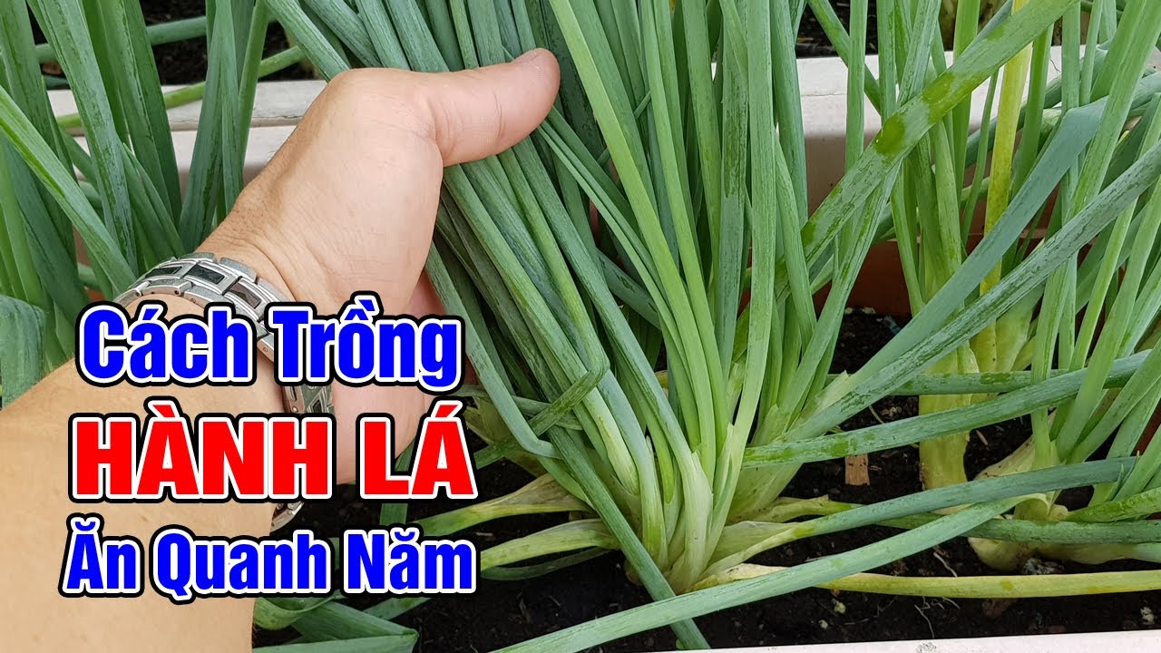Cách Trồng Hành Lá Trong Chậu Đơn Giản Cho Người Mới Bắt Đầu Cách Trồng Hành Lá Trong Chậu Đơn Giản Cho Người Mới Bắt Đầu