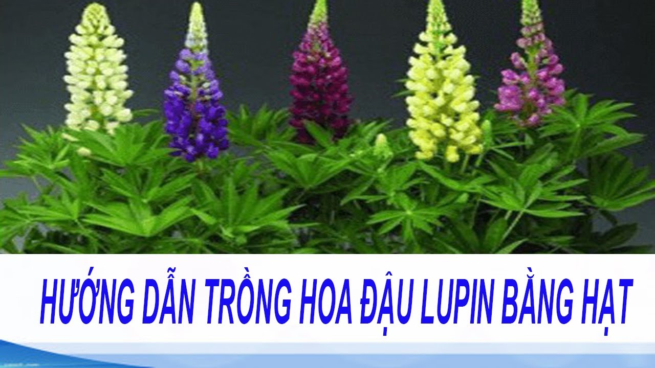Cách Trồng Hoa Đậu Lupin Thành Công Rực Rỡ Từ A Đến Z Cách Trồng Hoa Đậu Lupin Thành Công Rực Rỡ Từ A Đến Z