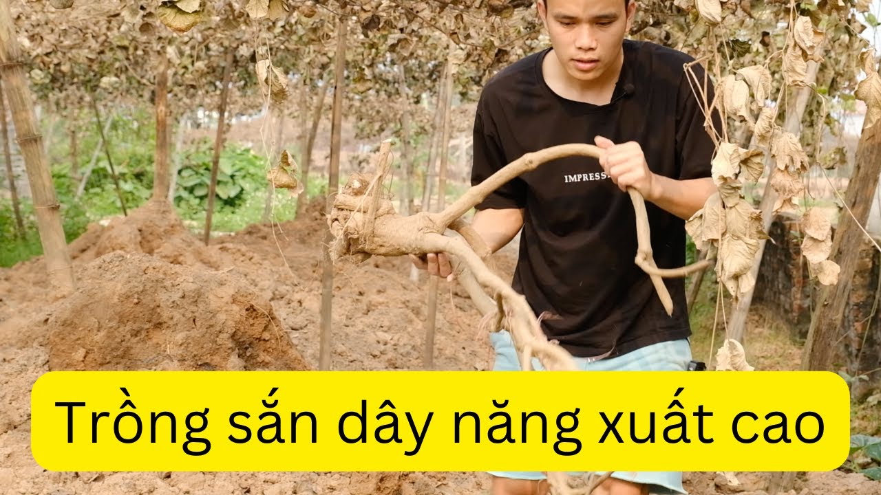 Cách Trồng Củ Sắn Dây Đạt Năng Suất Cao, Củ Siêu To Khổng Lồ Tại Vườn Nhà Cách Trồng Củ Sắn Dây Đạt Năng Suất Cao, Củ Siêu To Khổng Lồ Tại Vườn Nhà