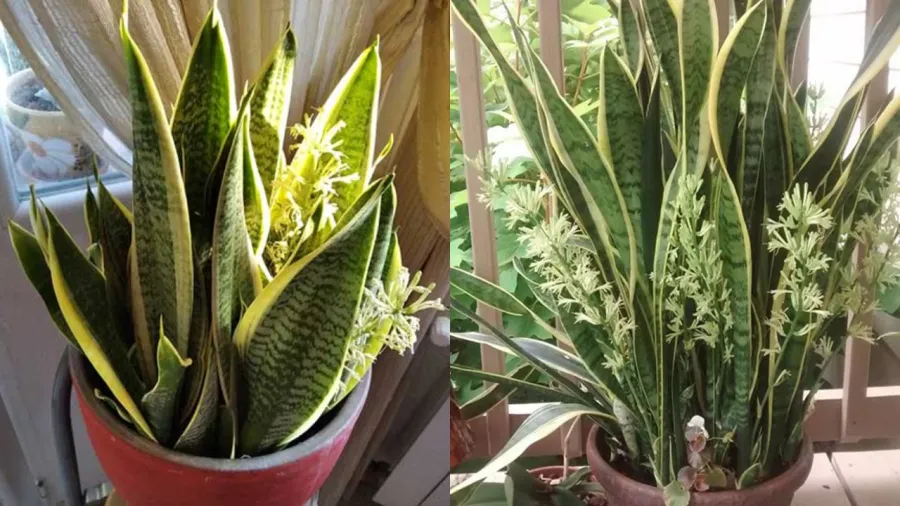 Cách chăm sóc để cây lưỡi hổ ra hoa, tập trung vào ánh sáng và đất trồng