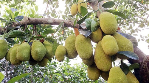 Cách Trồng Rau Organic: Hướng Dẫn Chi Tiết Từ A Đến Z Cho Người Mới Bắt Đầu Cách Trồng Rau Organic: Hướng Dẫn Chi Tiết Từ A Đến Z Cho Người Mới Bắt Đầu