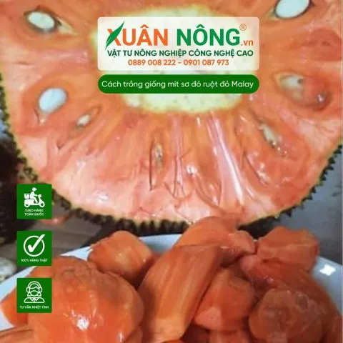 Mít ruột đỏ xơ đỏ Malaysia chín mọng với múi đỏ tươi, thể hiện giá trị dinh dưỡng cao.