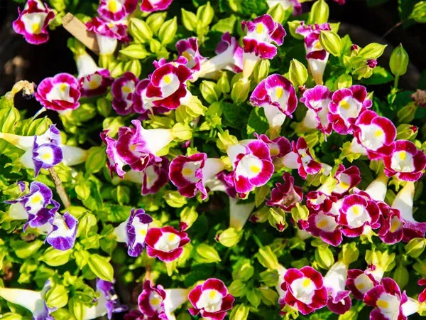 Hoa mắt nai nở rộ khoe sắc