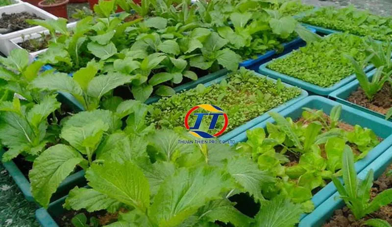 Mô hình trồng rau trên sân thượng bằng khay nhựa tối ưu không gian