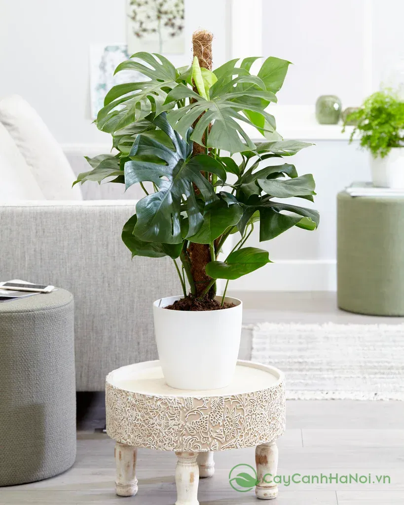 Monstera thích nghi tốt khi trồng trong nhà