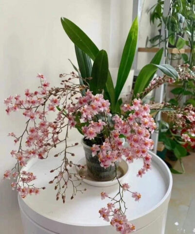 Cách Trồng Lan Vũ Nữ Ra Hoa: Hướng Dẫn Kích Thích Ra Hoa Chuẩn Kỹ Thuật tại Việt Nam Cách Trồng Lan Vũ Nữ Ra Hoa: Hướng Dẫn Kích Thích Ra Hoa Chuẩn Kỹ Thuật tại Việt Nam