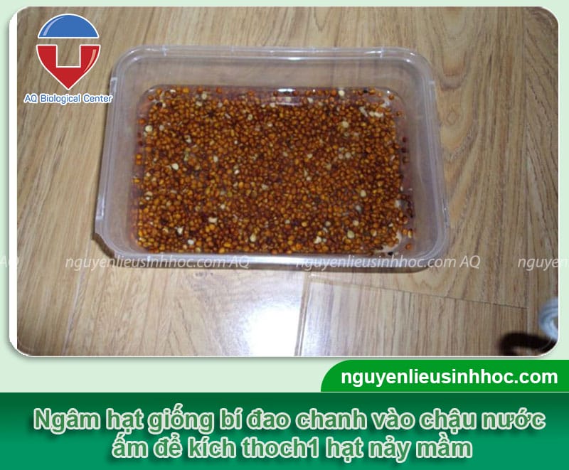 Cách Trồng Cây Xoài: Hướng Dẫn Chuyên Sâu Để Đạt Năng Suất Vàng