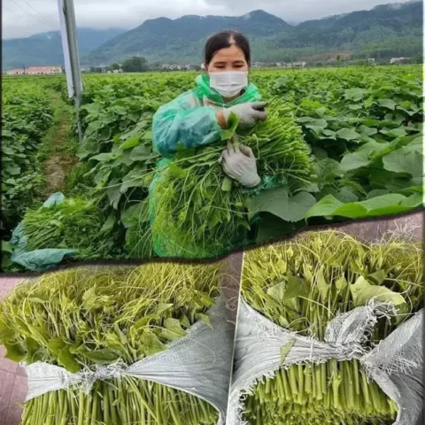 Cách Trồng Dưa Hấu Trên Sân Thượng Từ A Đến Z Cho Năng Suất Cao