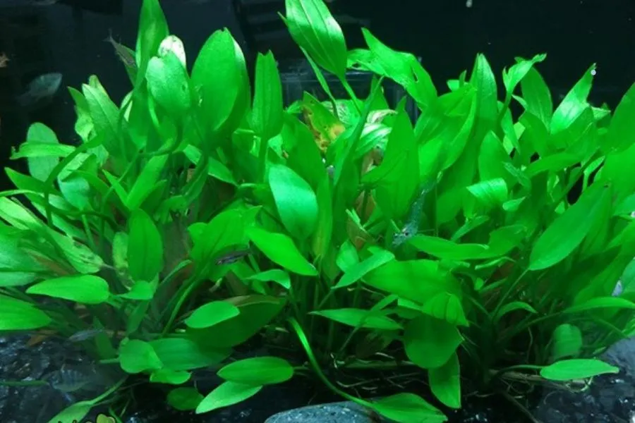 Lan Nước thủy sinh có nguồn gốc Nam Mỹ và bí quyết trồng lan nước