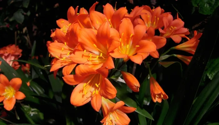 Nguồn gốc và ý nghĩa phong thủy của hoa Lan Quân Tử