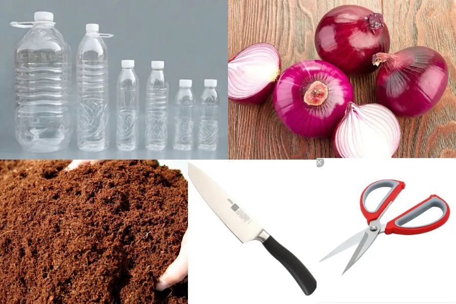 Chuẩn bị nguyên liệu để trồng hành lá từ củ hành tím