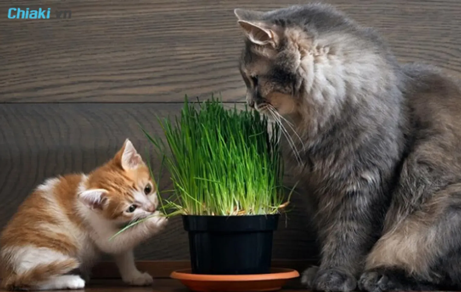 Các lợi ích sức khỏe tuyệt vời của cỏ mèo đối với thú cưng