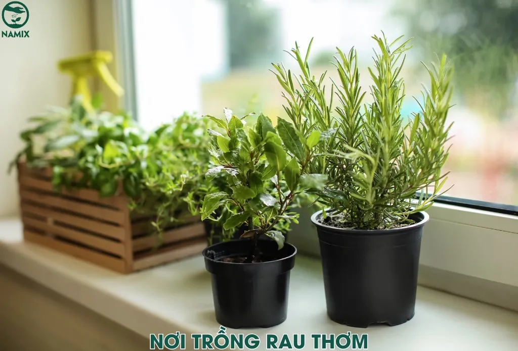 Nơi trồng rau thơm cần ánh sáng và thoáng gió để cây phát triển tốt