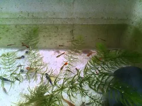 Nuôi cá bảy màu cùng rong đuôi chồn