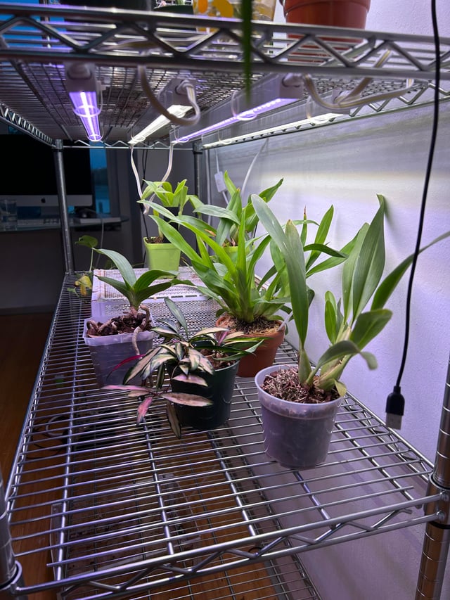 Cách Trồng Cây Treo Tường Toàn Diện Từ A Đến Z Tại Nhà Cách Trồng Cây Treo Tường Toàn Diện Từ A Đến Z Tại Nhà