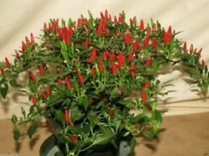 Ớt xiêm xanh được trồng trong chậu tại vườn Vũ Garden, mô tả sự tơi xốp của đất