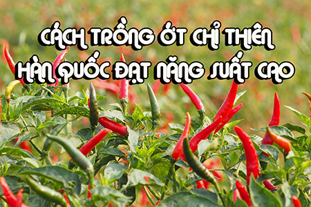 Cách Trồng Sen Bách Diệp Đạt Chuẩn Chuyên Gia: Kỹ Thuật Ươm Hạt Và Chăm Sóc Đúng Cách Cách Trồng Sen Bách Diệp Đạt Chuẩn Chuyên Gia: Kỹ Thuật Ươm Hạt Và Chăm Sóc Đúng Cách