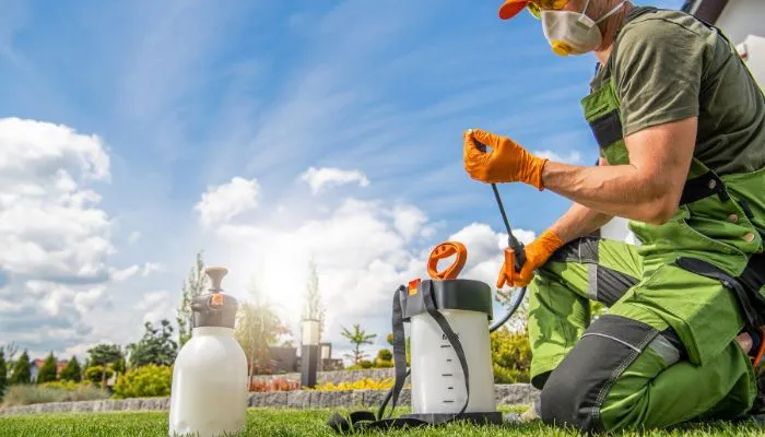 Cách Trồng Và Chăm Sóc Hoa Sử Quân Tử Toàn Diện Từ A Đến Z Phòng trừ sâu bệnh