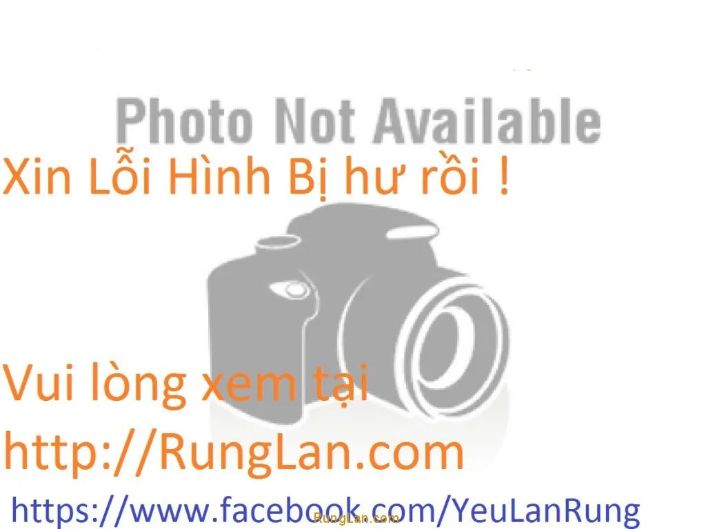 Cận cảnh Lan Hoàng thảo U lồi (Ngũ tinh) đang chuẩn bị ra nụ