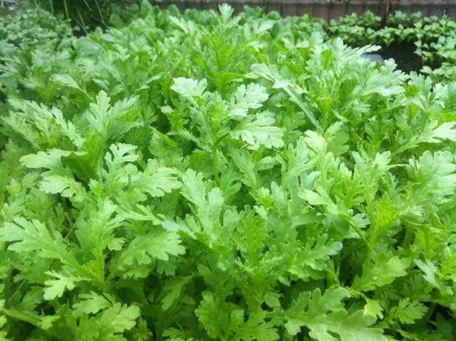 Quy trình trồng rau cải cúc