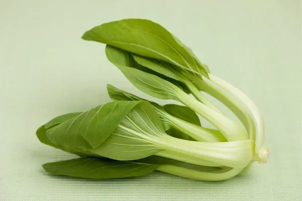 Cải thìa tươi xanh sau khi thu hoạch