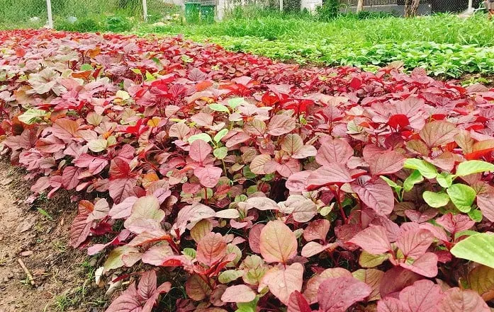 Rau dền đỏ là một loại rau bổ dưỡng, được nhiều người yêu thích trong bữa ăn hàng ngày