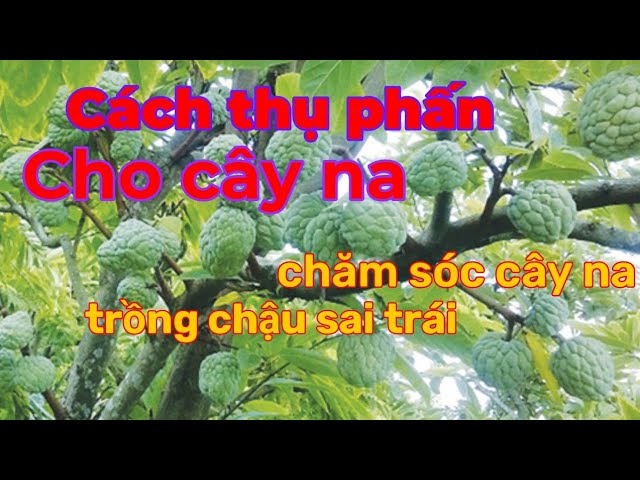 Cách Trồng Cây Lựu Đúng Kỹ Thuật: Hướng Dẫn Chi Tiết Từ A Đến Z