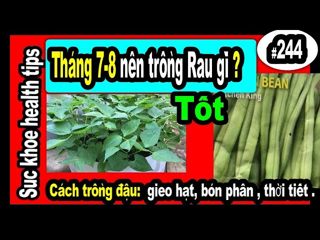 Hướng Dẫn Kỹ Thuật Trọn Bộ: Cách Trồng Đậu Cove Bụi Đạt Năng Suất Cao Nhất