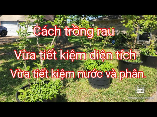 Cách Trồng Cây Cà Gai Leo Đạt Năng Suất Và Dược Tính Tối Ưu Cách Trồng Cây Cà Gai Leo Đạt Năng Suất Và Dược Tính Tối Ưu