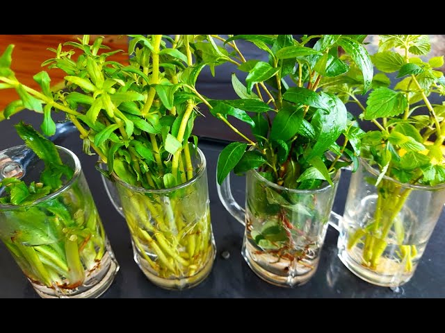 Cách Trồng Khổ Qua Trong Chậu: Hướng Dẫn Chuyên Sâu Từ A Đến Z Cách Trồng Khổ Qua Trong Chậu: Hướng Dẫn Chuyên Sâu Từ A Đến Z