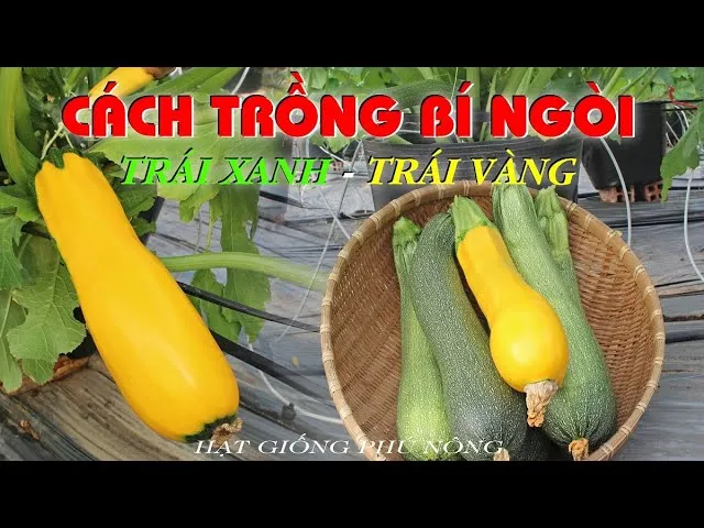 Quy trình chuẩn bị và gieo trồng bí đỏ từ hạt tươi tại vườn