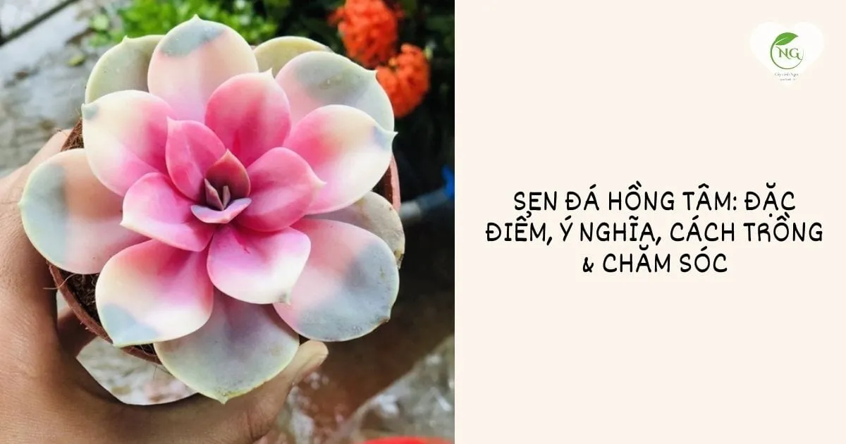 Sen đá hồng tâm đang phát triển trong chậu