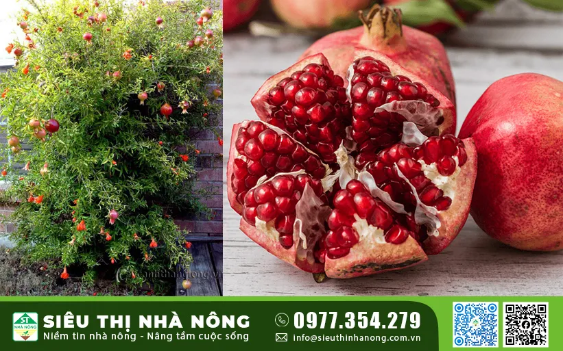 Cận cảnh hạt lựu đỏ mọng, giàu dinh dưỡng, kết quả của cách trồng cây lựu tại nhà đúng kỹ thuật