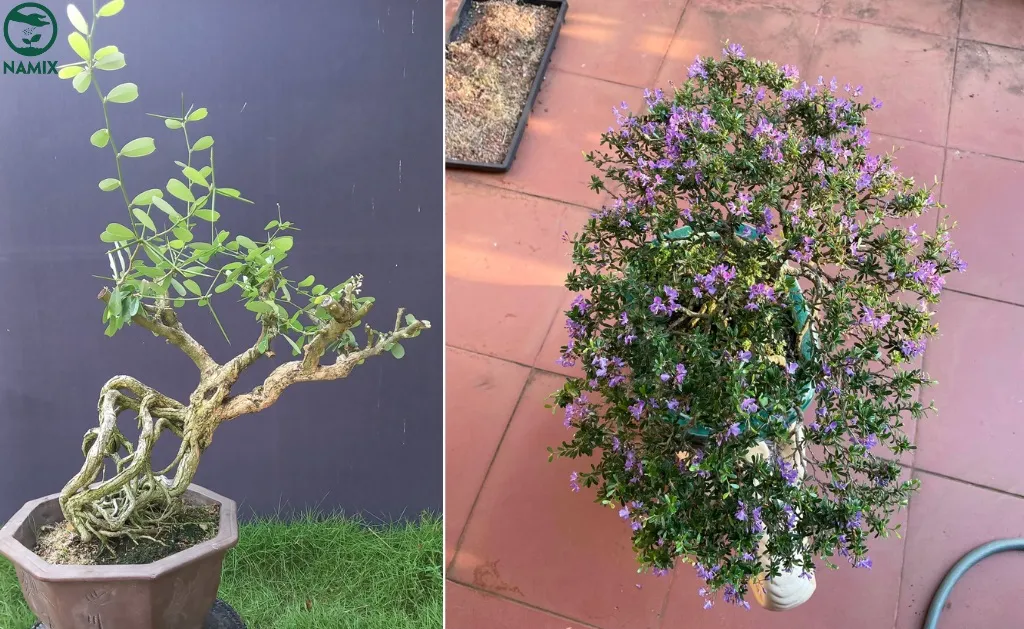 CÁCH TRỒNG HOA SAM ĐẸP: Hướng Dẫn Chi Tiết Trồng và Chăm Sóc Cây Hoa Linh Sam Đúng Chuẩn Bonsai tac dung