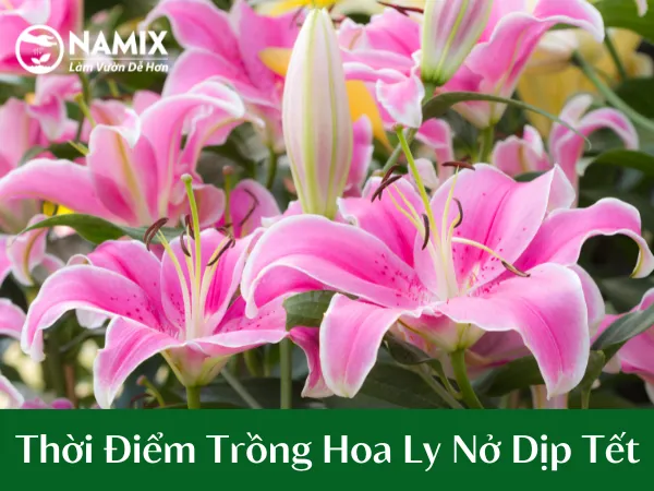 Cách Trồng Hoa Ly Nở Đúng Tết: Hướng Dẫn Chi Tiết Từ Chuyên Gia Cách Trồng Hoa Ly Nở Đúng Tết: Hướng Dẫn Chi Tiết Từ Chuyên Gia