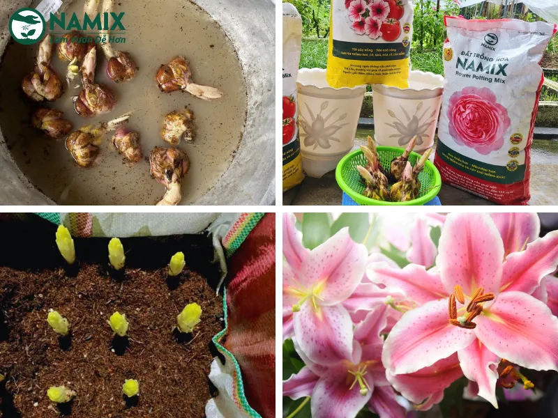 Cách Trồng Hoa Ly Nở Đúng Tết: Hướng Dẫn Chi Tiết Từ Chuyên Gia Cách Trồng Hoa Ly Nở Đúng Tết: Hướng Dẫn Chi Tiết Từ Chuyên Gia