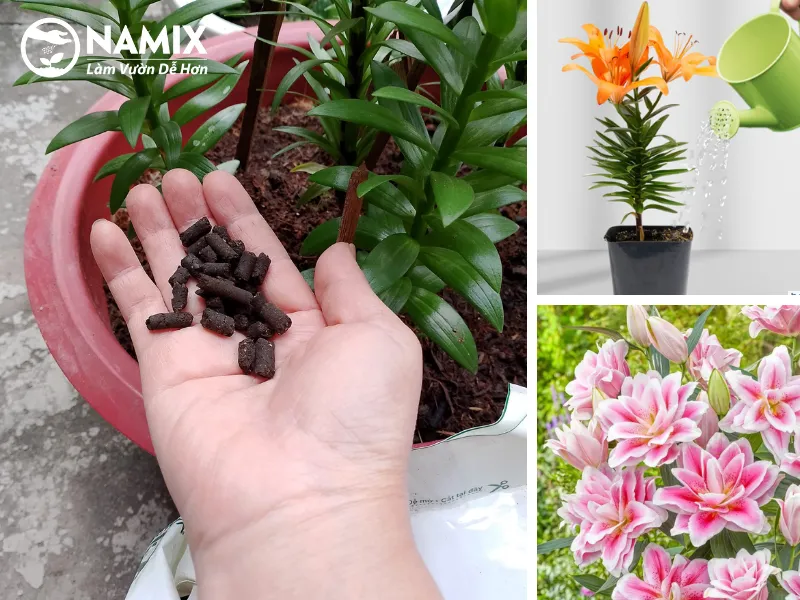 Cách Trồng Hoa Ly Nở Đúng Tết: Hướng Dẫn Chi Tiết Từ Chuyên Gia Cách Trồng Hoa Ly Nở Đúng Tết: Hướng Dẫn Chi Tiết Từ Chuyên Gia