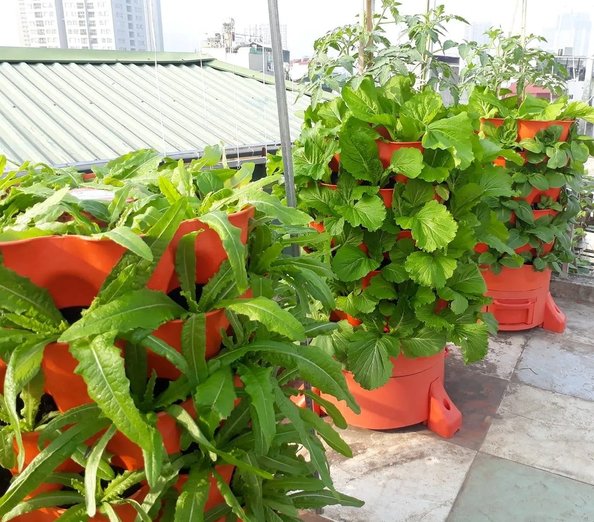 Cách Trồng Rau Sạch Hữu Cơ Trên Tháp Đất Hoàn Hảo Nhất