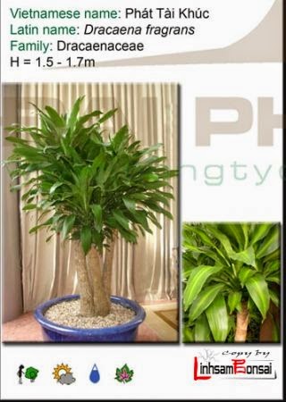 Hướng Dẫn Chi Tiết Cách Chăm Lan Rừng Mới Trồng Ổn Định Và Ra Hoa