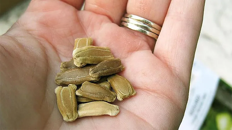 Quy Trình Xử Lý Và Gieo Hạt Giống Bầu Sao Cho Đúng Cách Trồng Bầu