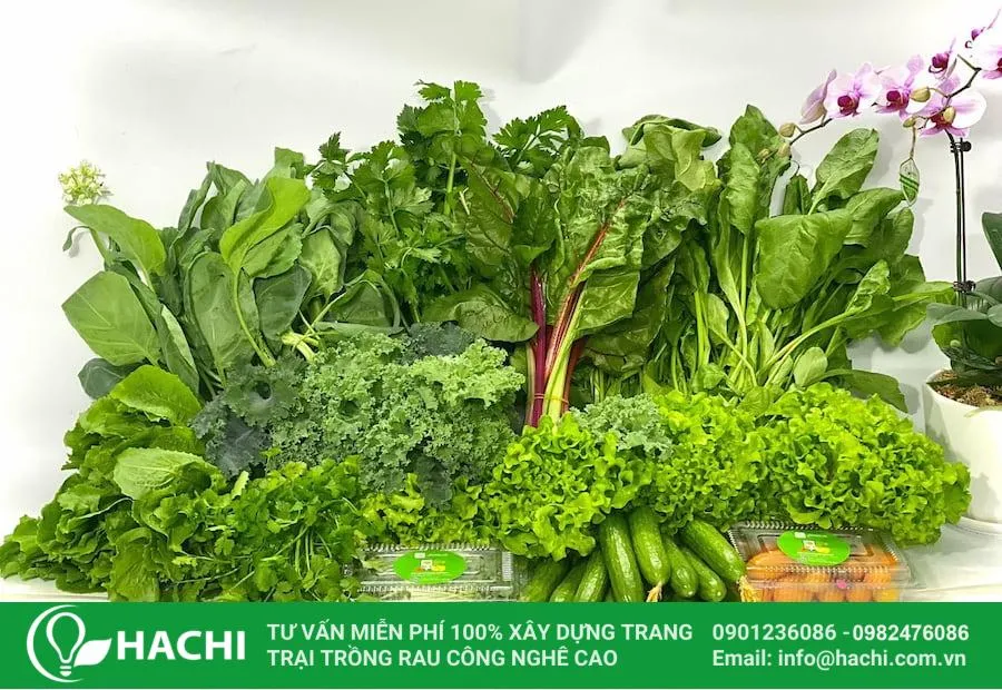 Cách Trồng Rau Trong Thùng Xốp Hiệu Quả: Hướng Dẫn Chi Tiết A-Z Thu hoạch rau