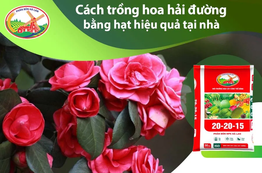 Tổng quan về cây hoa hải đường và phương pháp gieo hạt