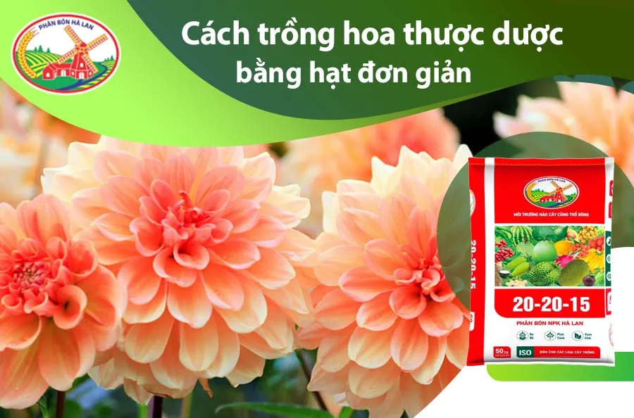 Đặc điểm, nguồn gốc, và màu sắc đa dạng của hoa thược dược