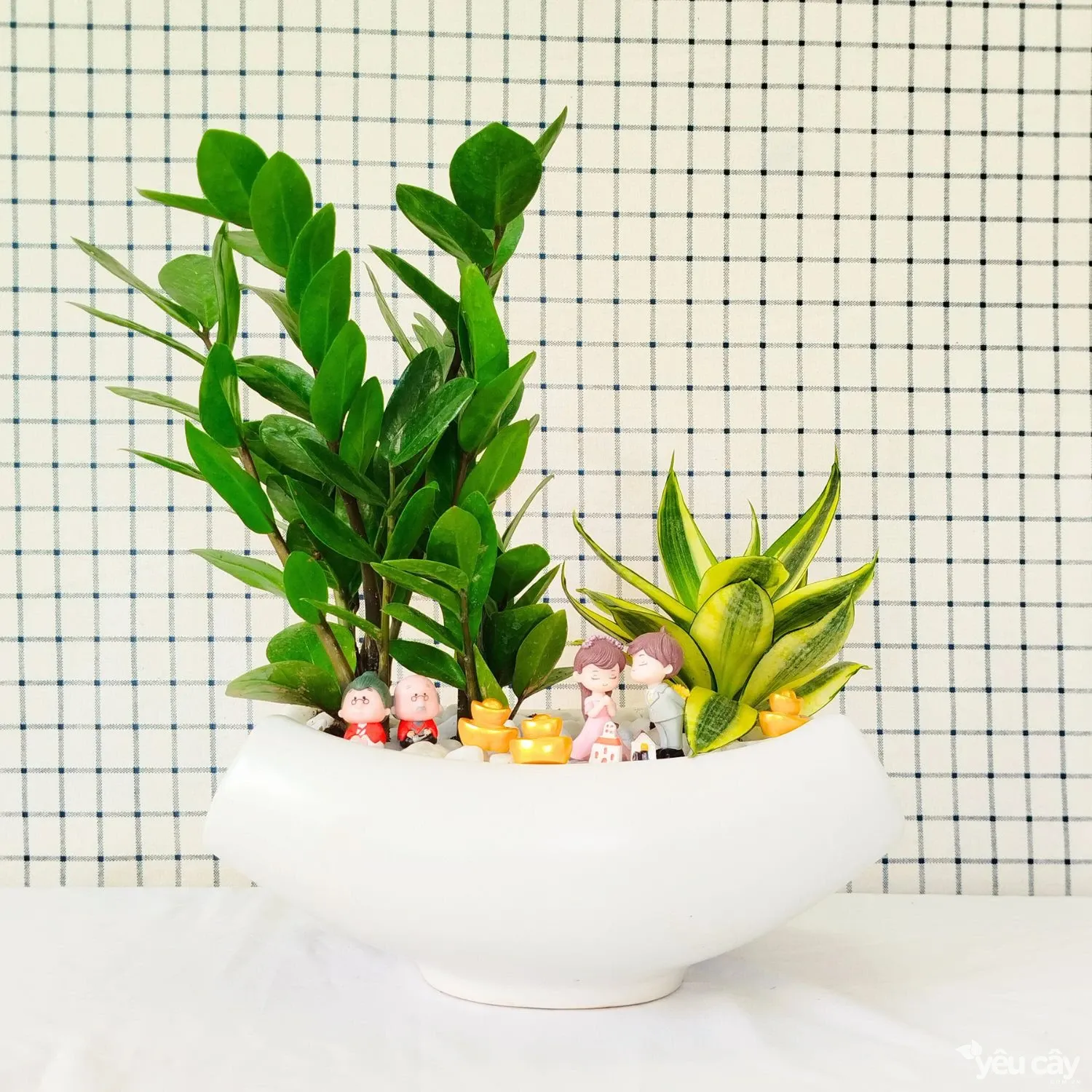 Tuyển chọn cây giống Kim Tiền khỏe mạnh cho việc trồng chậu