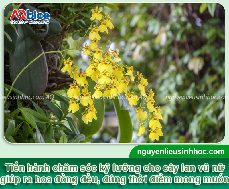 Cách Trồng Lan Vũ Nữ Ra Hoa: Hướng Dẫn Kích Thích Ra Hoa Chuẩn Kỹ Thuật tại Việt Nam