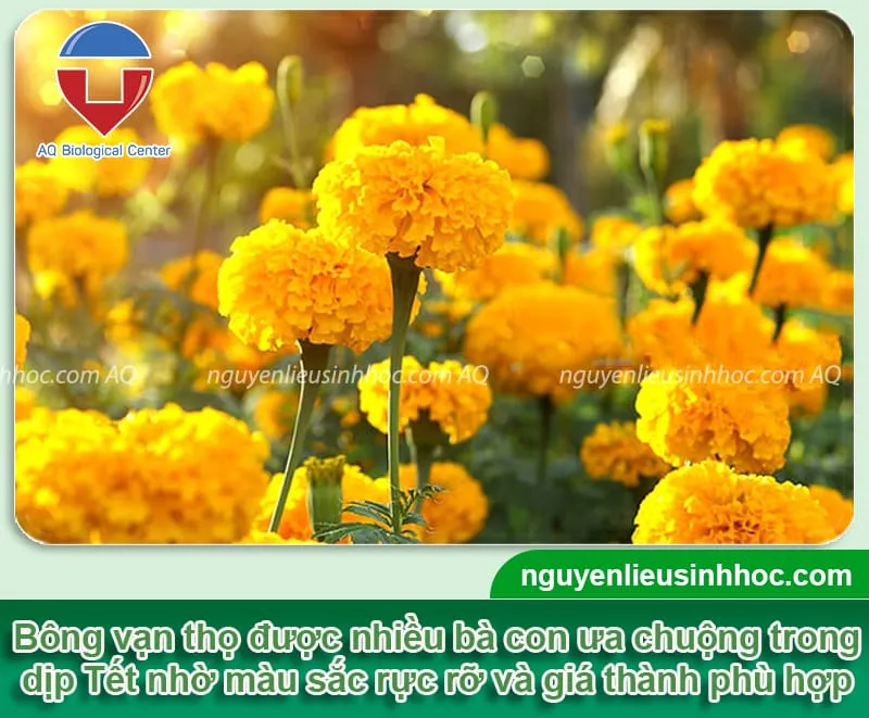Hướng dẫn cách trồng bông vạn thọ cho dịp Tết 2025