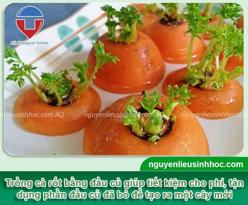 Minh họa quy trình trồng cà rốt bằng đầu củ tại nhà