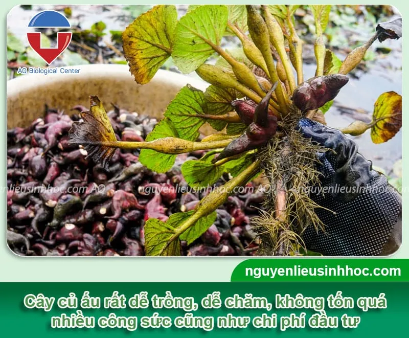 Quy trình kỹ thuật canh tác cây ấu nước chuyên sâu